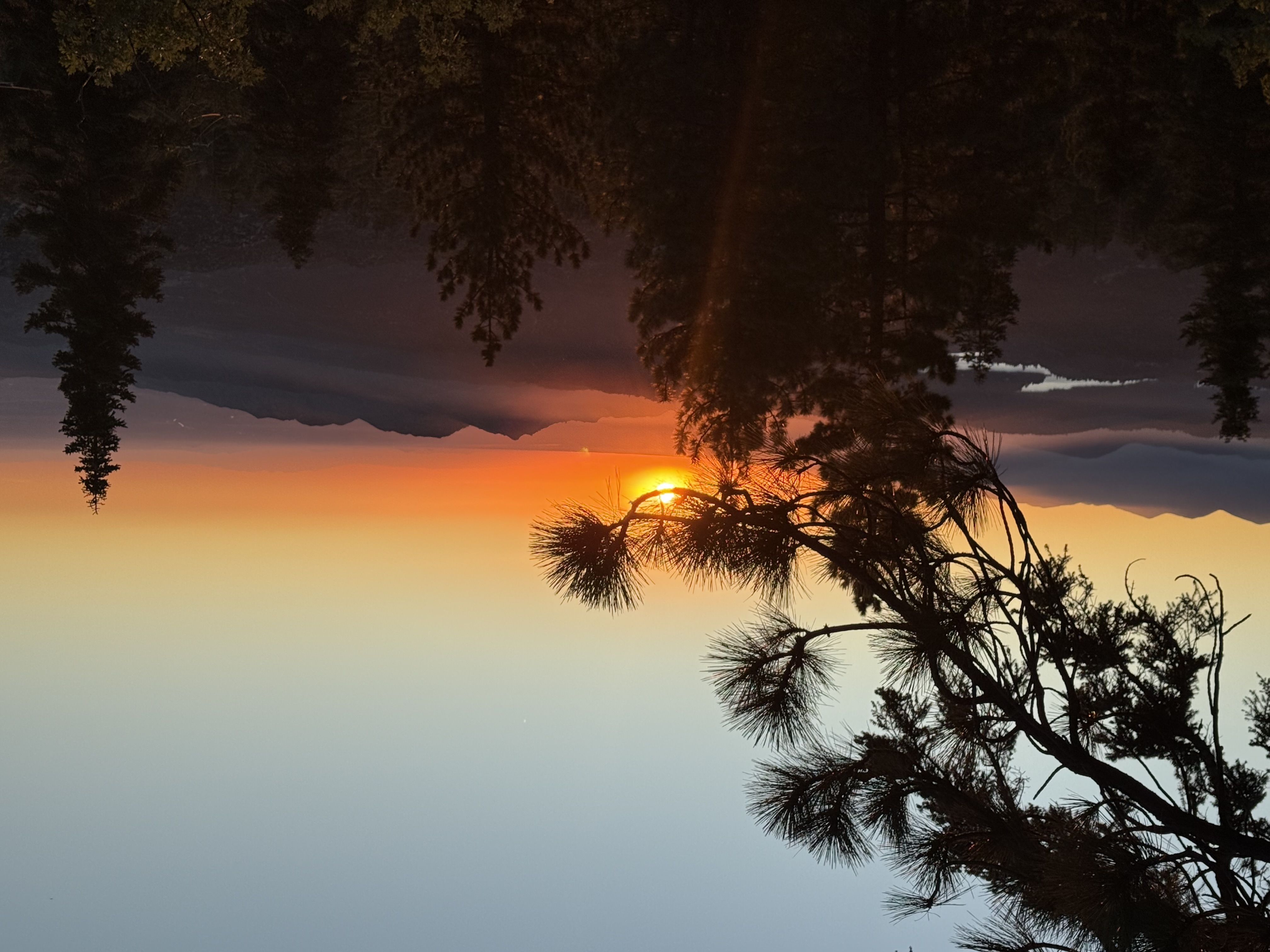 Sunset through pine branches