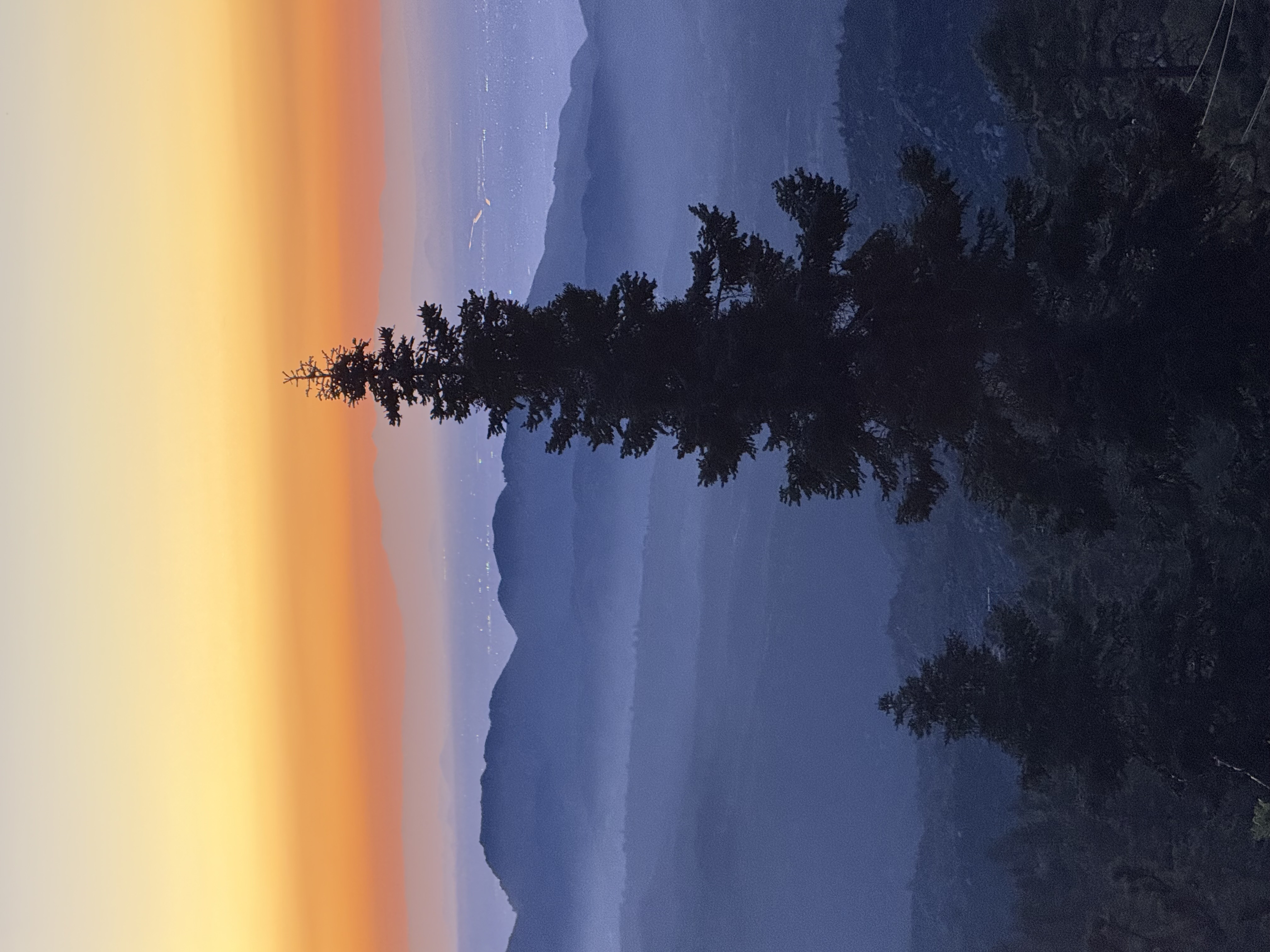 Pine tree silhouette at sunset