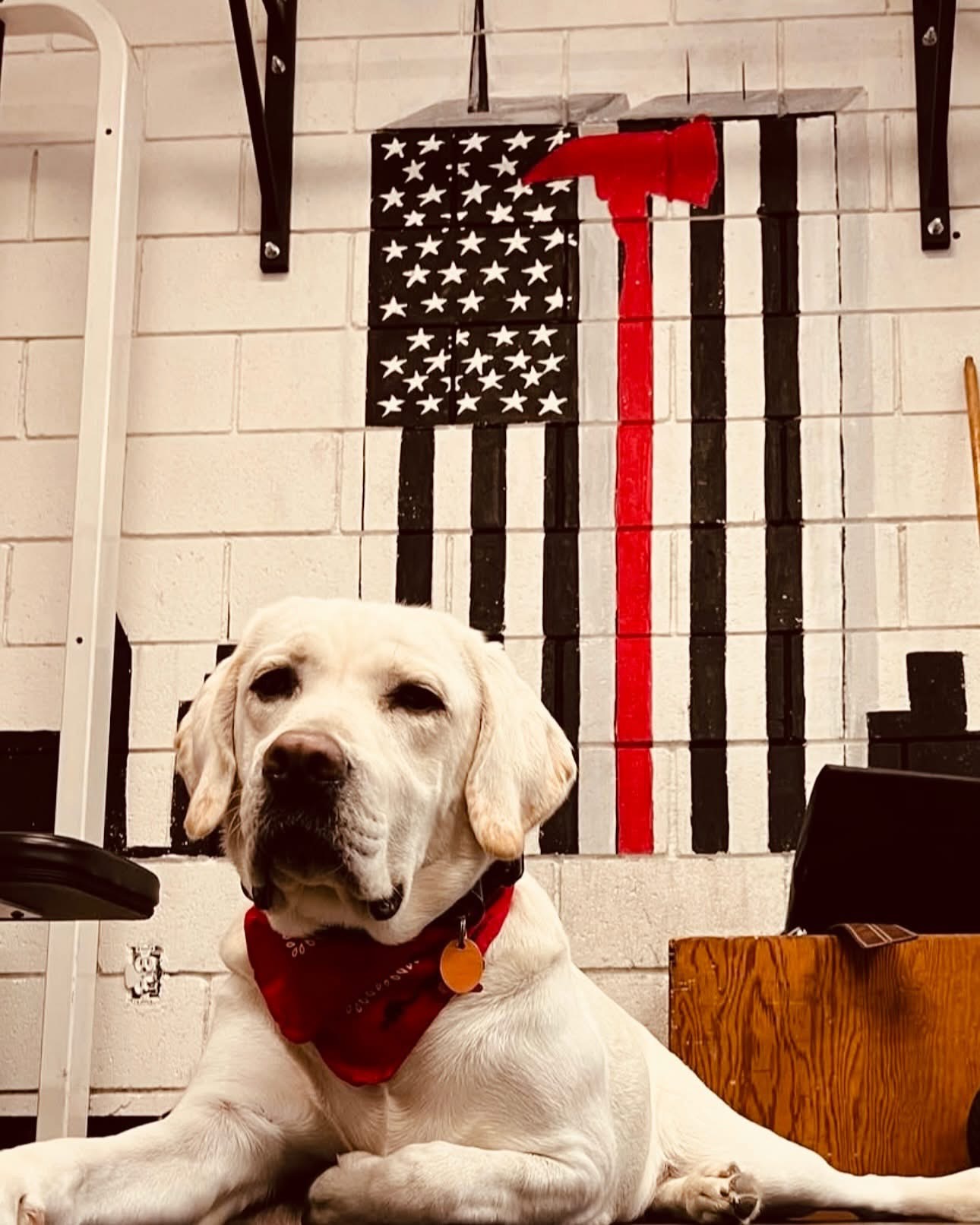 K9 Ranger with flag