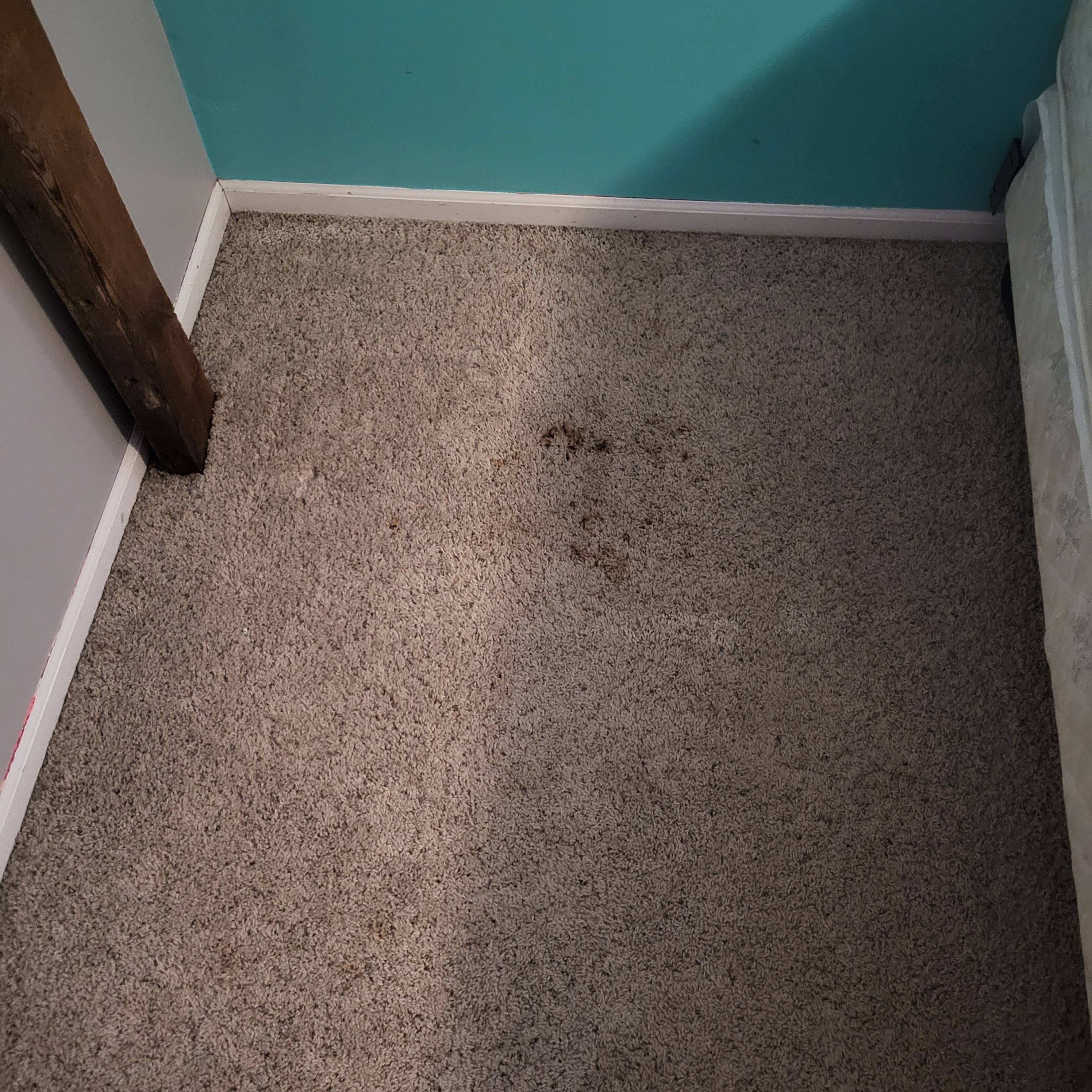 Carpet Cleaning Before