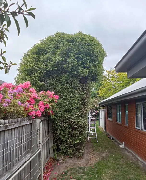 Tall hedge trimming