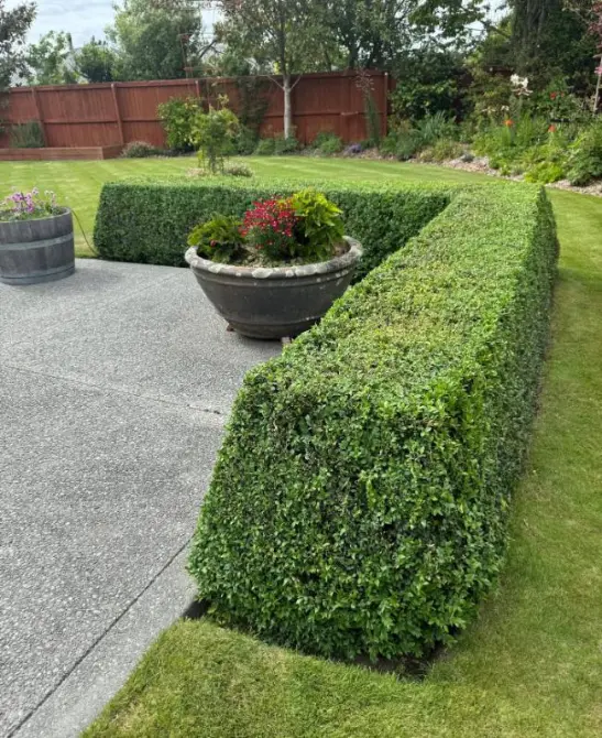 Shaped hedge with pot