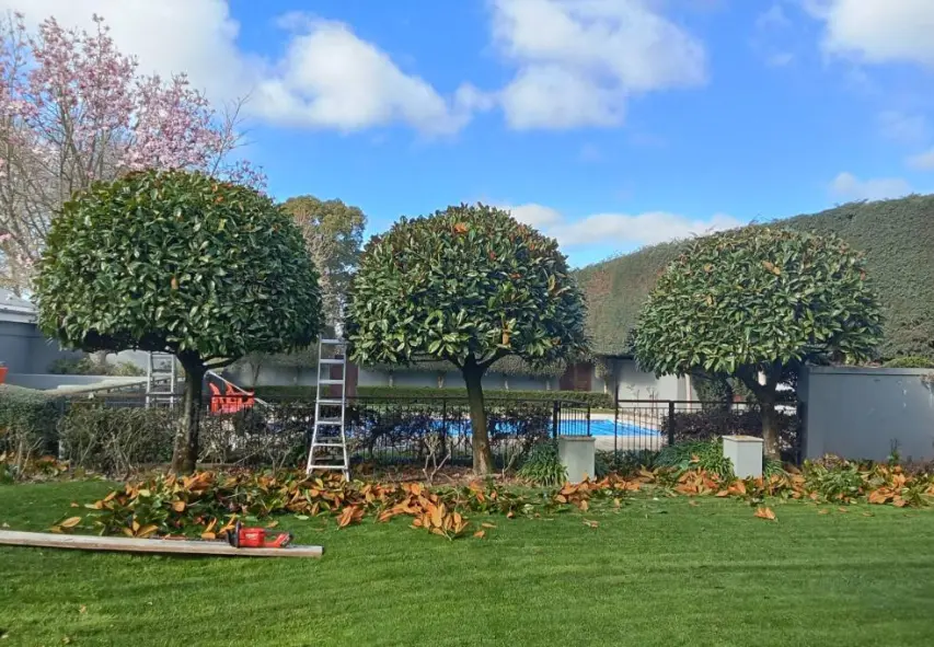 Beautifully trimmed trees in a garden