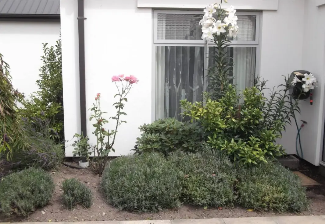 Garden border with flowers