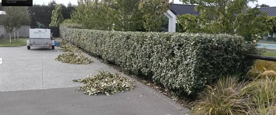 Long manicured hedge