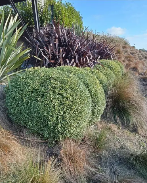 Round bushes