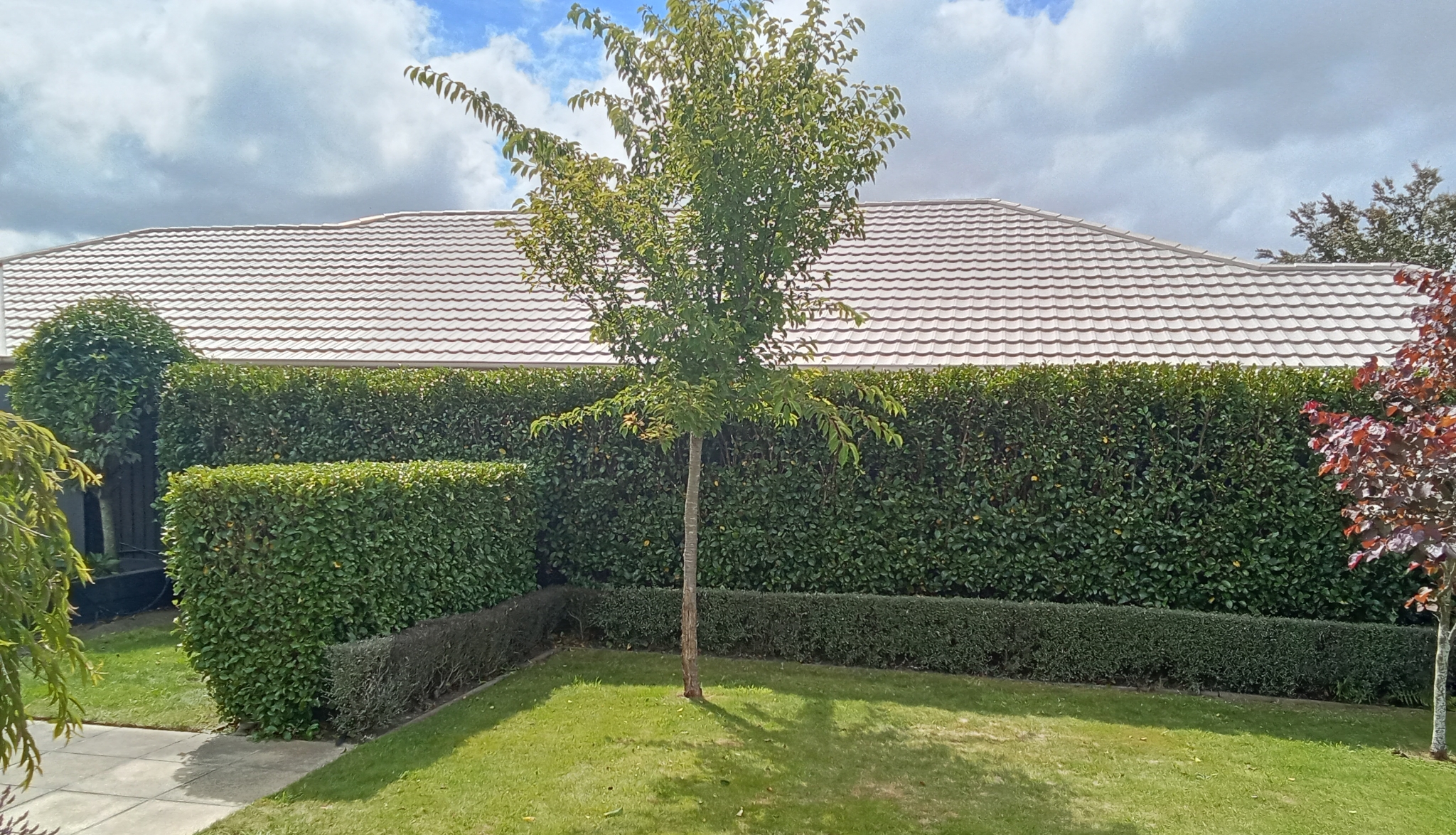 Hedge trimming