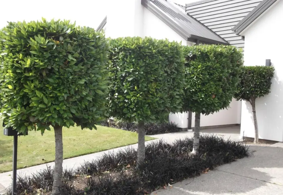 Square shaped trees