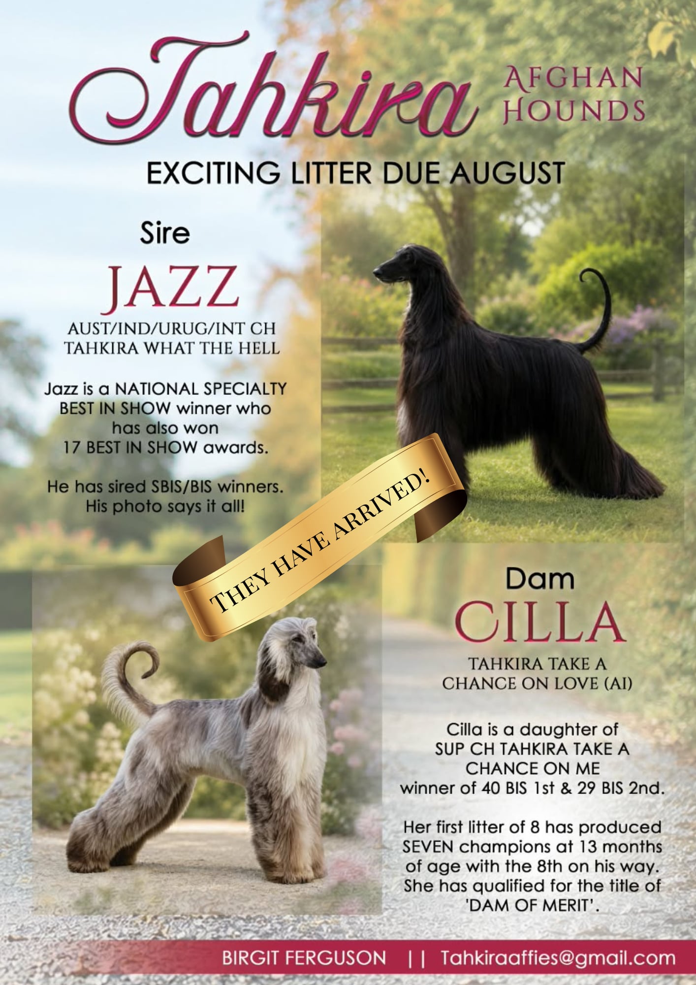 Afghan Hound litter announcement
