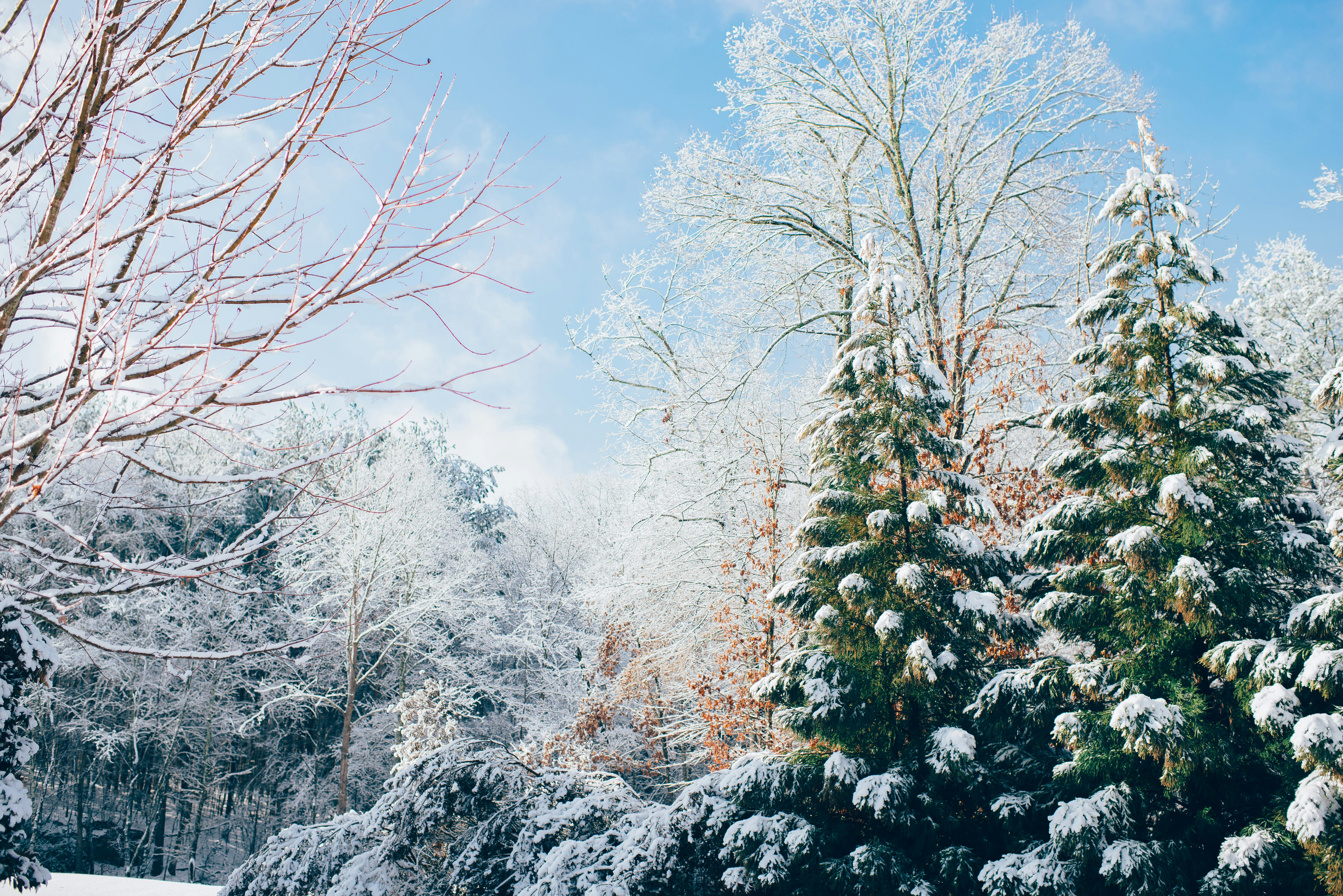 Winter Kills All Pests