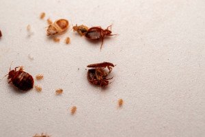 Dark stains and droppings on bedding — signs of bed bugs