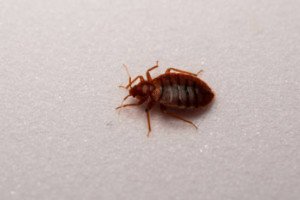 Bed bug found on mattress — early signs of bed bug infestation
