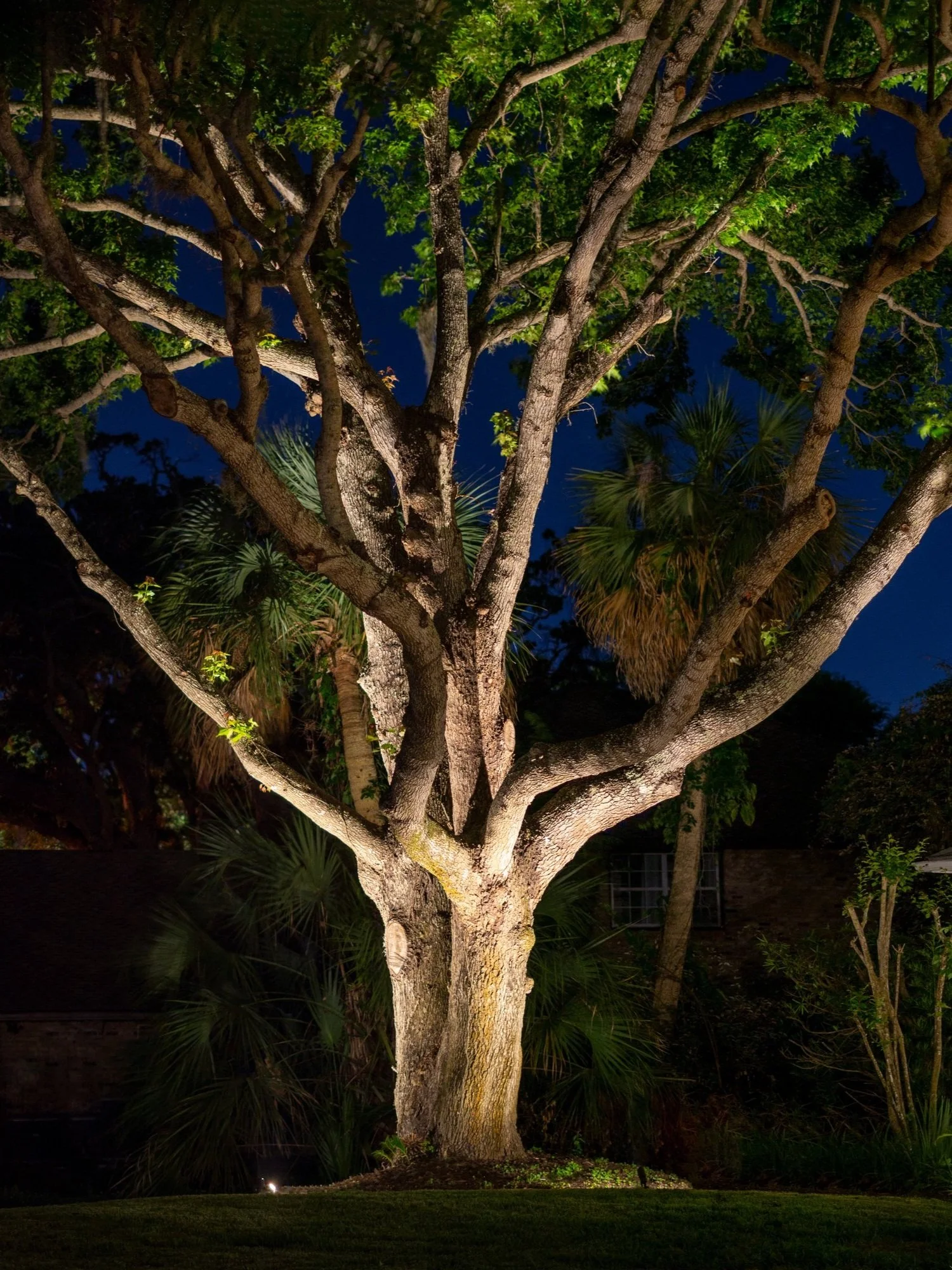 Uplighting Live Oaks and Mature Trees: A Florida Designer's Perspective