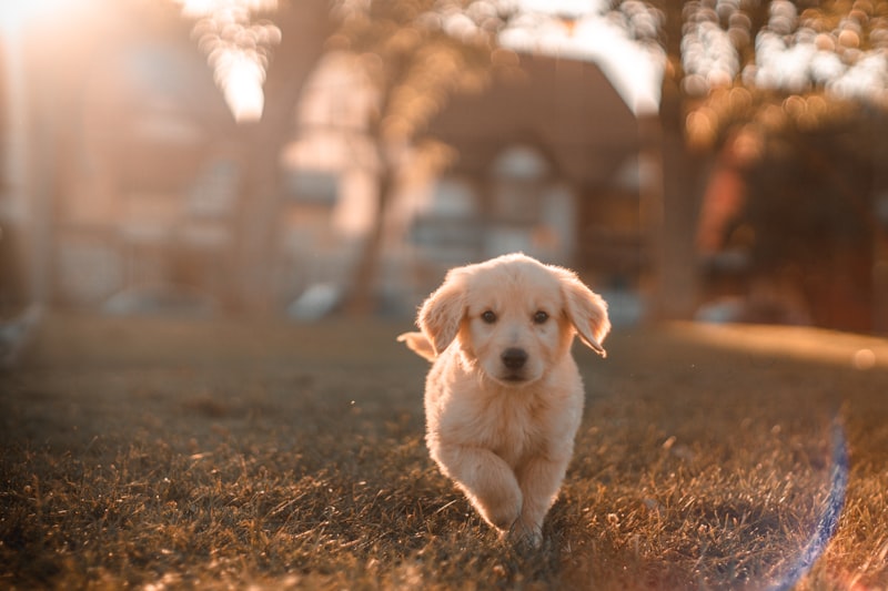 Veterinary Clinic Demo - Professional website