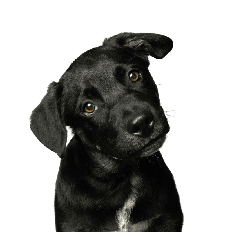 Curious black lab
