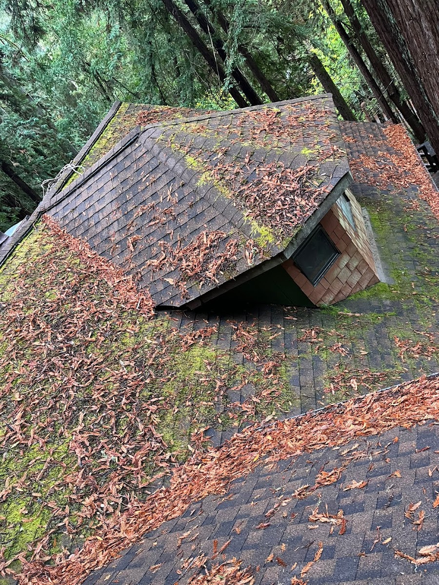 Mossy & Damaging