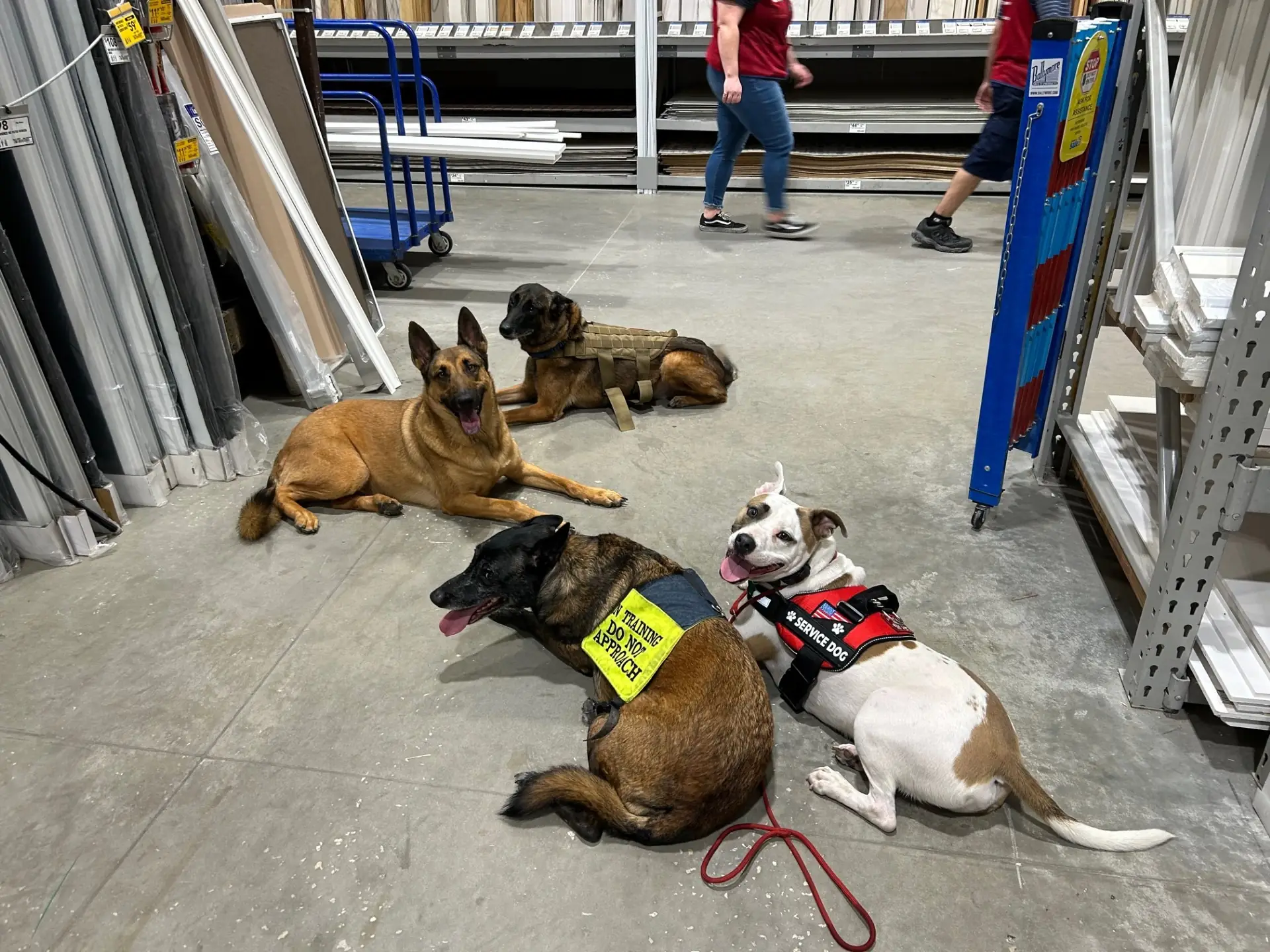 Trusted Dog Trainers