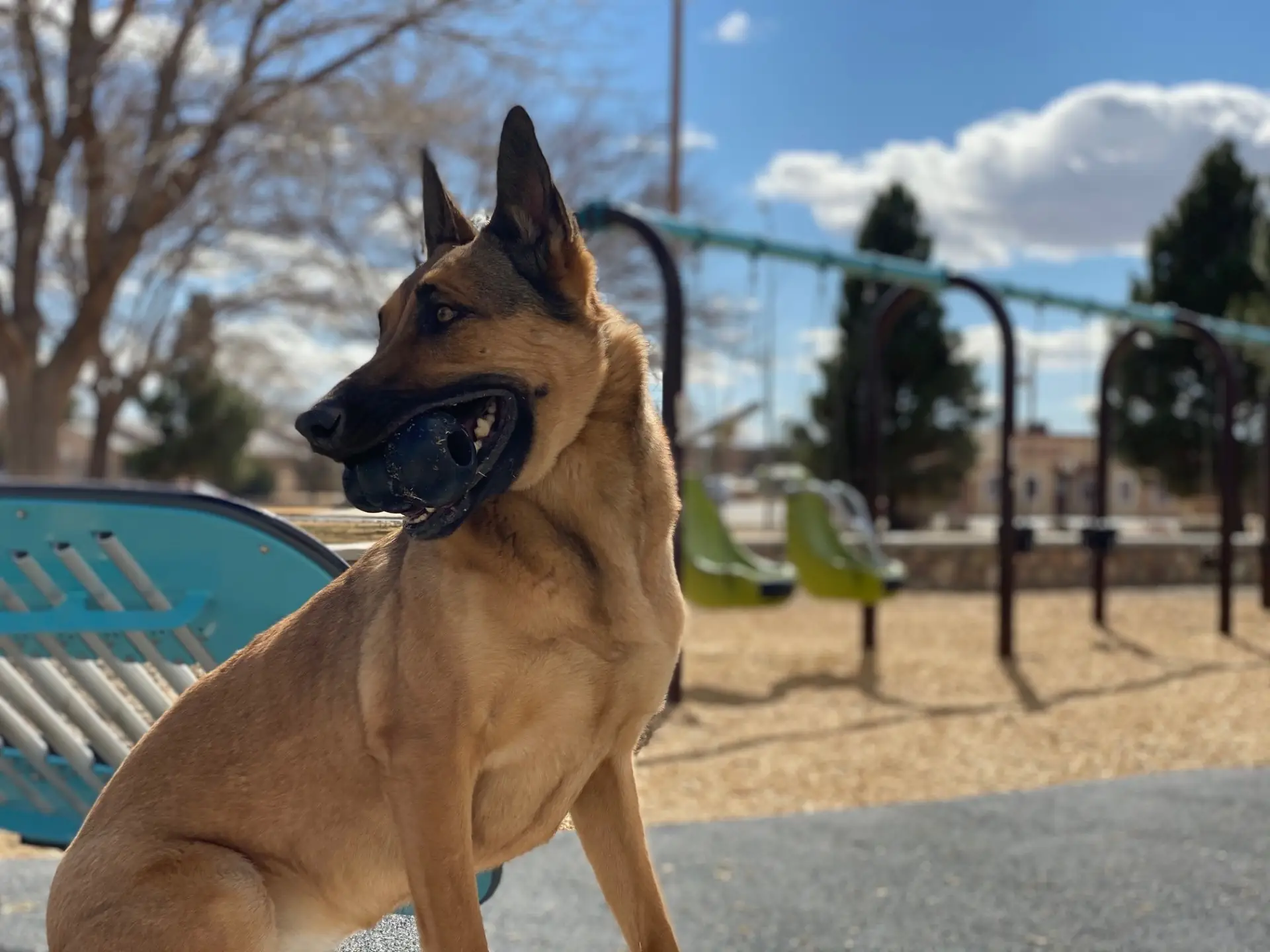 Available Dogs