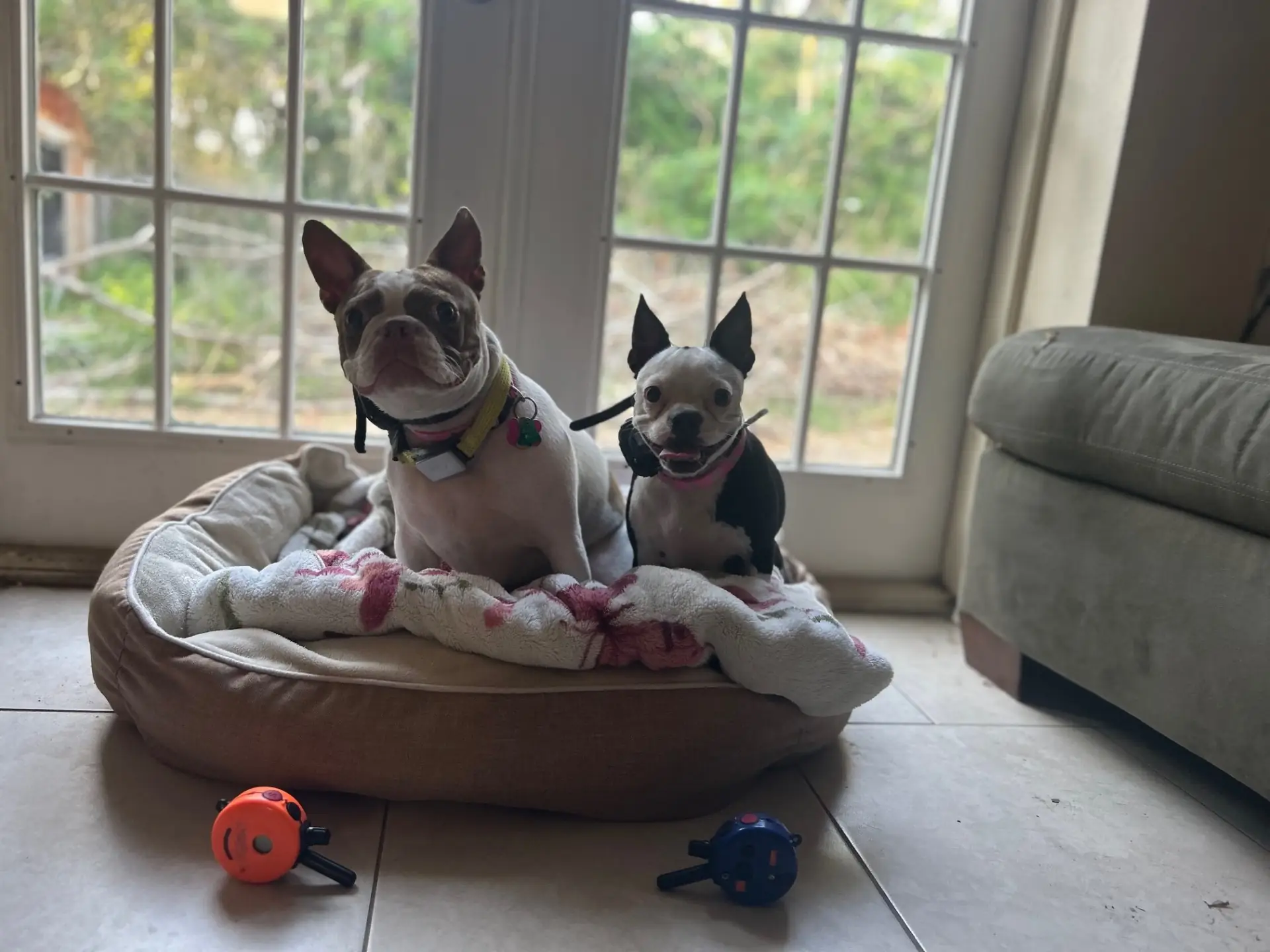 Dog training 3