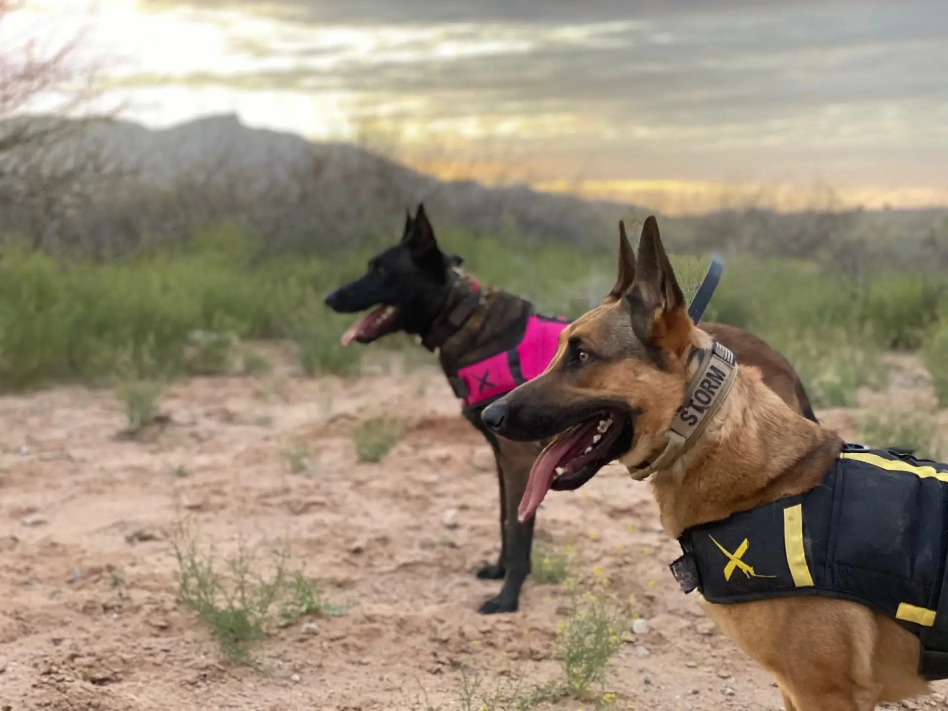 Stormfront K9 Training