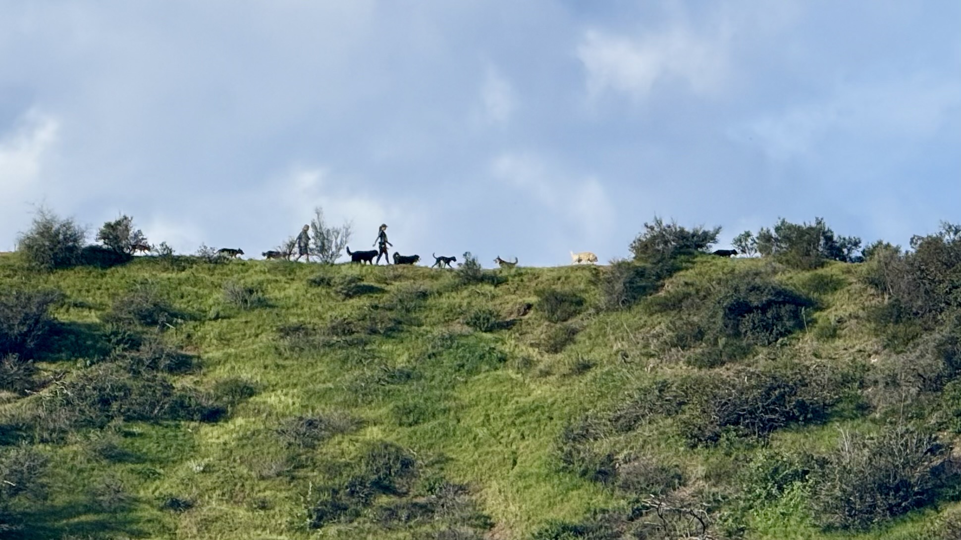 Dogs hiking on a beautiful mountain trail