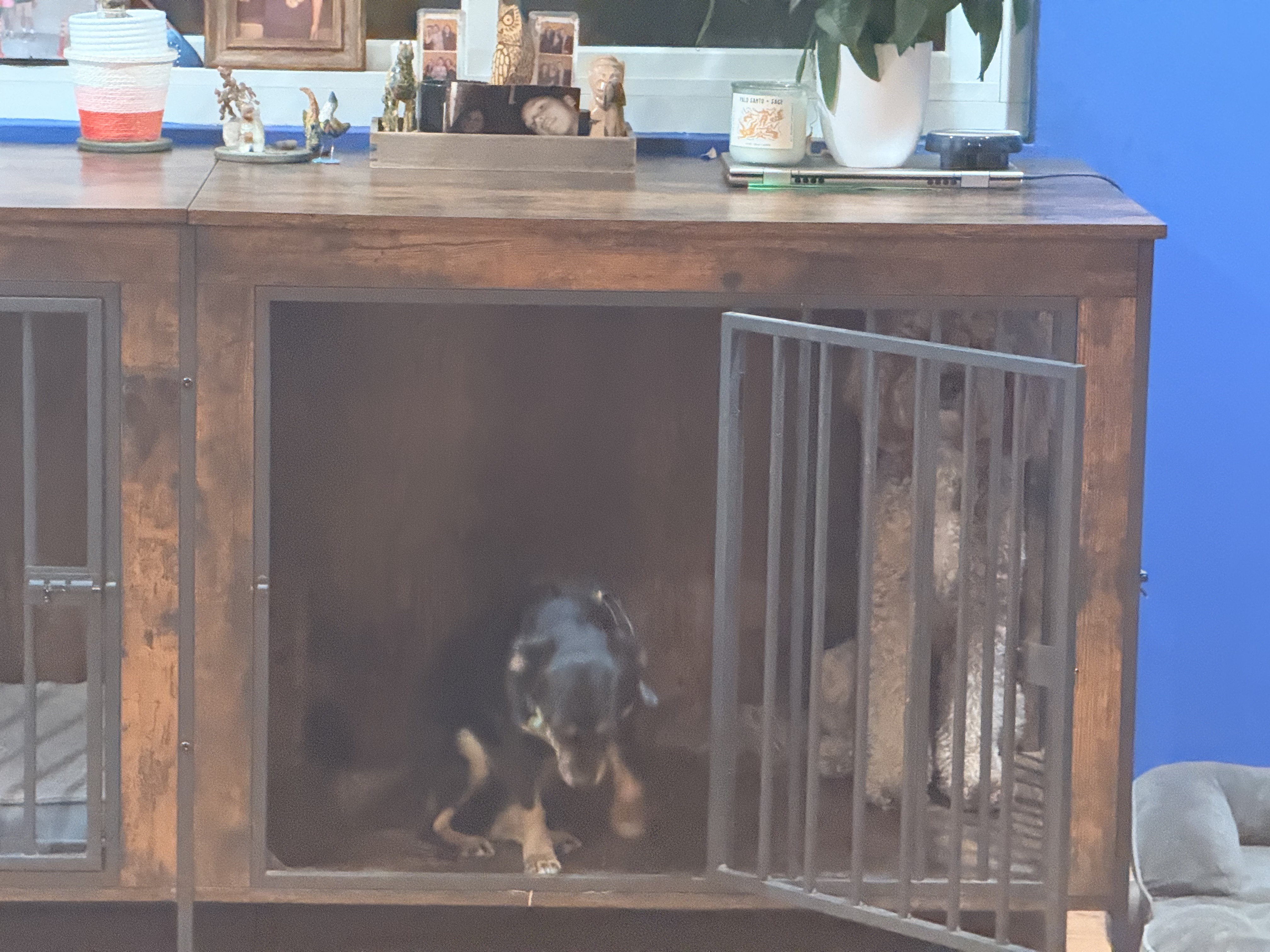 Dog inside crate looking guilty