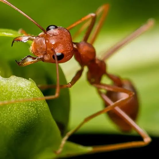 Ants