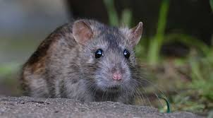 Rodents