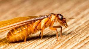 Termites