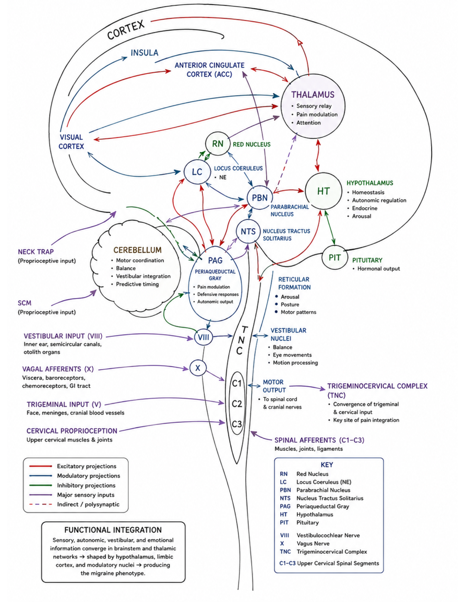 Neurophysiologic Diagram of Migraine