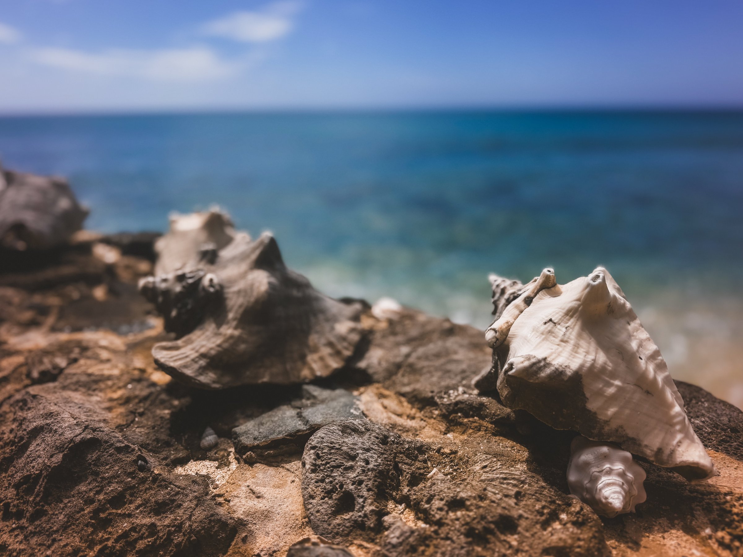 Seashells on warm sand