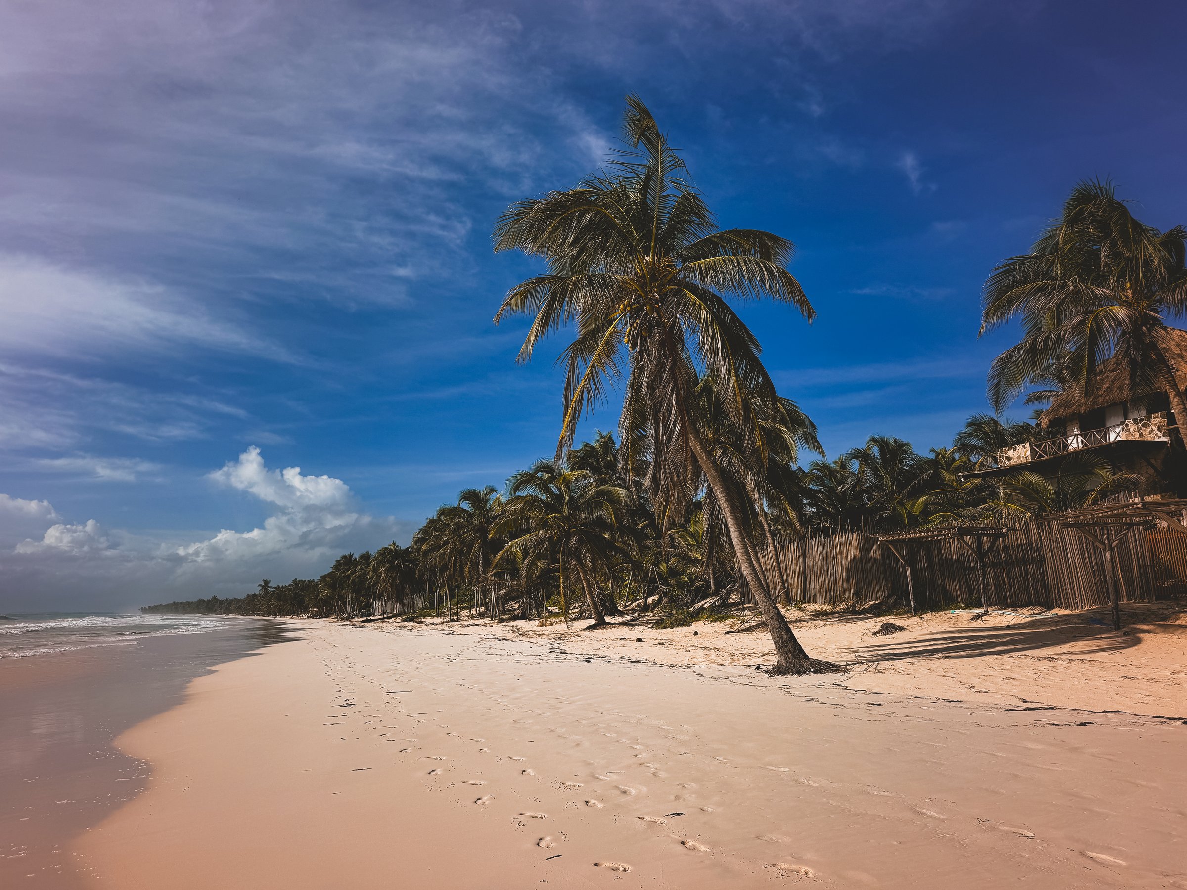 Tropical beach with palm trees