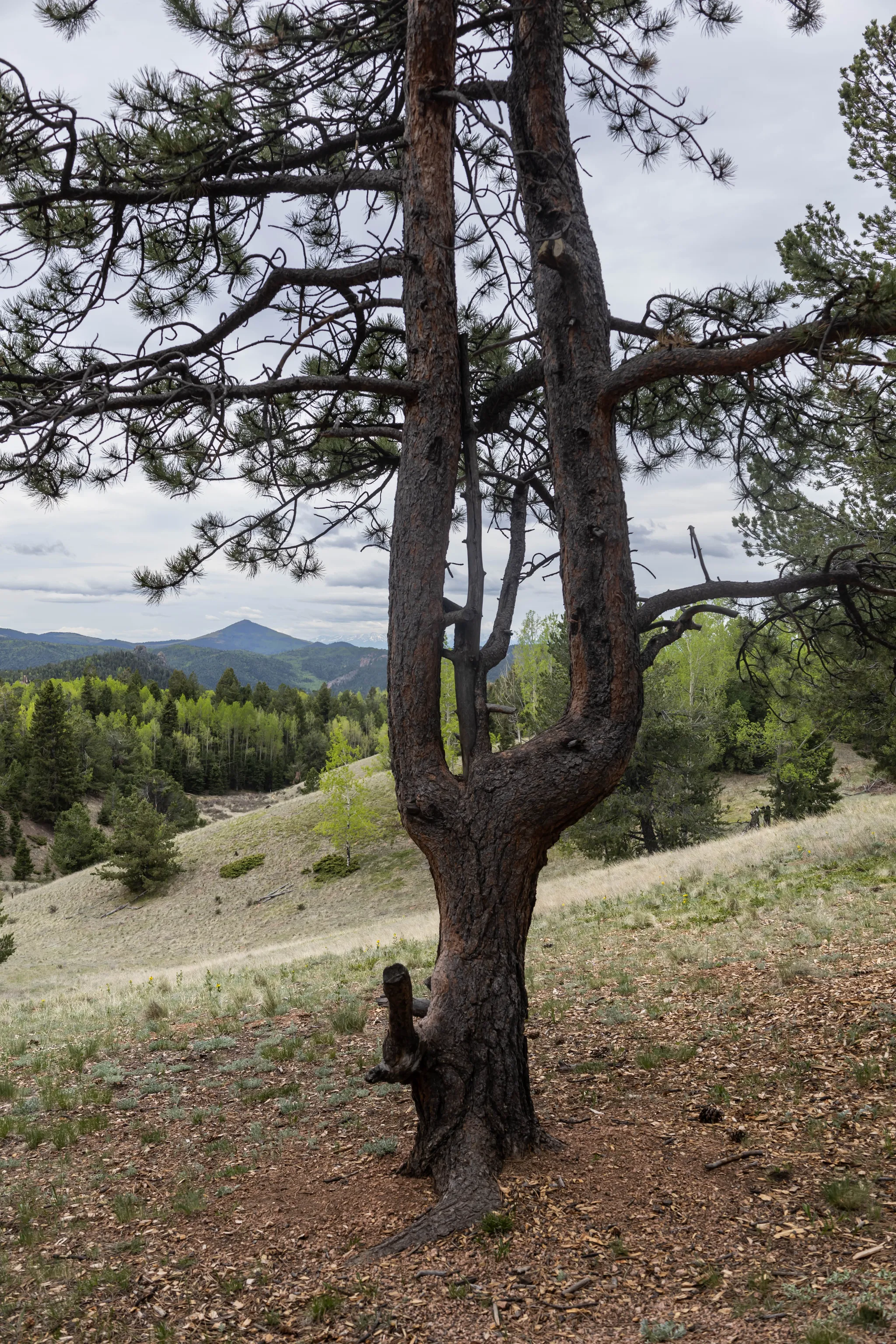Teller County