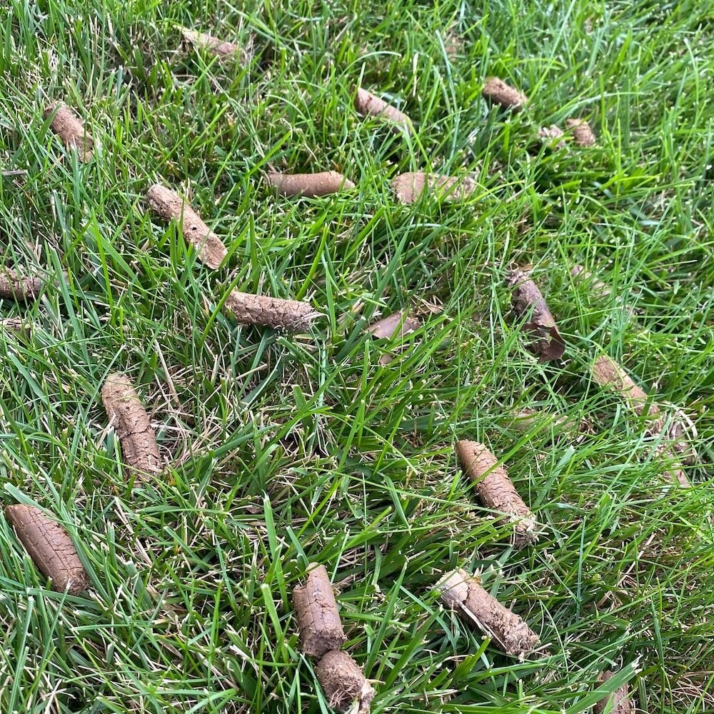 Real aeration plugs on lawn