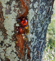 Gummosis tree disease symptoms diagnosed by Harris & Sons certified arborists in Phoenix