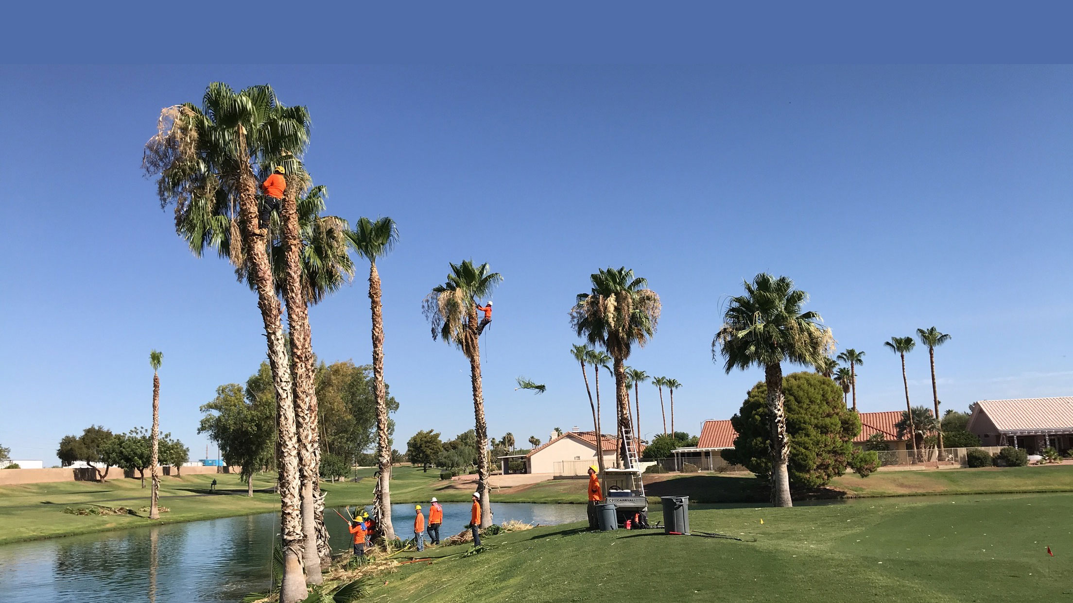 Phoenix Tree Care Services