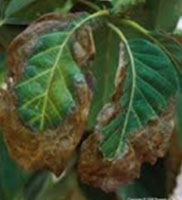 Necrosis tree disease symptoms diagnosed by Harris & Sons certified arborists in Phoenix