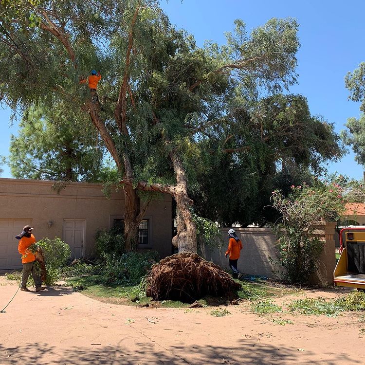 Sick-Tree Diagnosis
