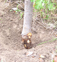 Phytophthora tree disease symptoms diagnosed by Harris & Sons certified arborists in Phoenix