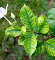 Chlorosis tree disease symptoms diagnosed by Harris & Sons certified arborists in Phoenix