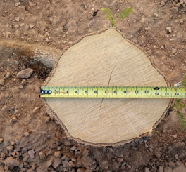 How to measure a tree stump diameter