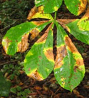Leaf Blotch tree disease symptoms diagnosed by Harris & Sons certified arborists in Phoenix