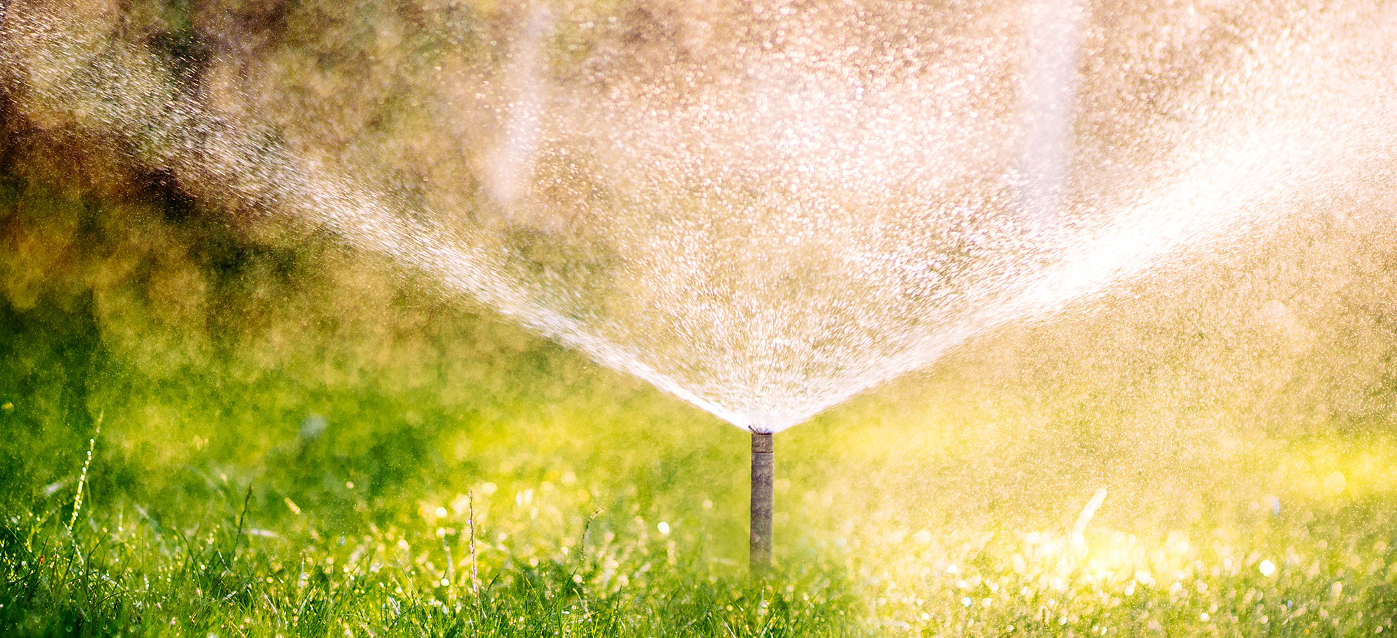 Tree irrigation system watering trees in Phoenix