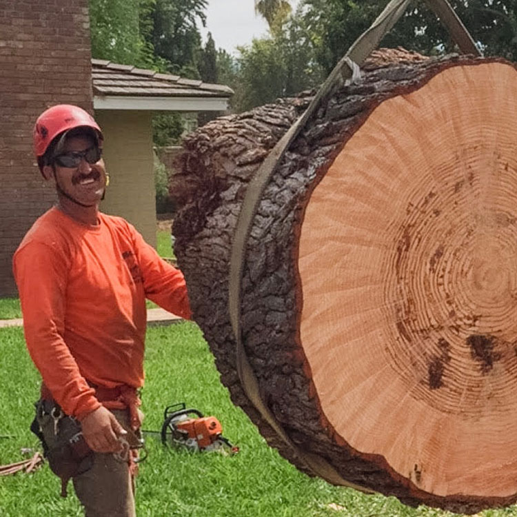 Tree Removal