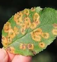Rust tree disease symptoms diagnosed by Harris & Sons certified arborists in Phoenix