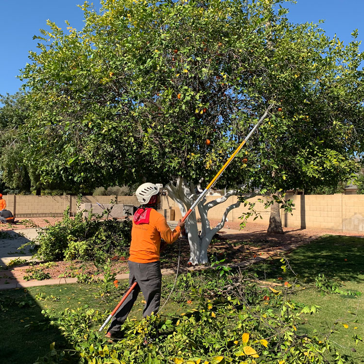 Tree Trimming & Pruning