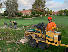 How to measure tree stump height