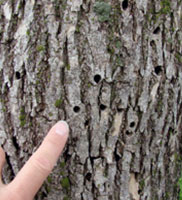 Insects tree disease symptoms diagnosed by Harris & Sons certified arborists in Phoenix