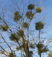 Mistletoe tree disease symptoms diagnosed by Harris & Sons certified arborists in Phoenix