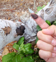 Sooty Canker tree disease symptoms diagnosed by Harris & Sons certified arborists in Phoenix